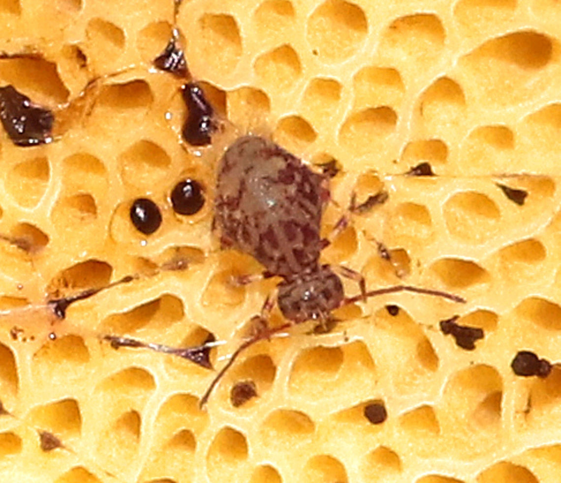 Globular Springtail - Ptenothrix marmorata I spotted this tiny springtail on the pores of a mushroom. It had a very ornate, dorsal pattern.<br />
<br />
Habitat: Deciduous forest. Collembola,Geotagged,Summer,United States,springtail