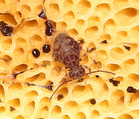 Globular Springtail - Ptenothrix marmorata I spotted this tiny springtail on the pores of a mushroom. It had a very ornate, dorsal pattern.

Habitat: Deciduous forest. Collembola,Geotagged,Summer,United States,springtail