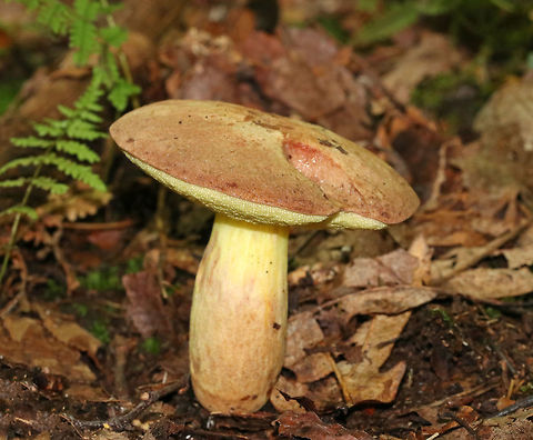 Hemileccinum subglabripes Brownish pink cap that was bumpy, but smooth. Bright yellow pores that did not bruise.  Stipe was yellow near the apex and brownish pink at the base. 

Habitat: Growing on the ground in a mixed forest, but in an area dominated by oak, birch, and maple.
https://www.jungledragon.com/image/68649/hemileccinum_subglabripes.html Geotagged,Hemileccinum,Hemileccinum subglabripes,Summer,United States,bolete,fungus,mushroom