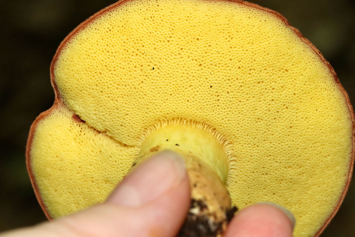 Hemileccinum subglabripes Brownish pink cap that was bumpy, but smooth. Bright yellow pores that did not bruise. Stipe was yellow near the apex and brownish pink at the base. <br />
<br />
Habitat: Growing on the ground in a mixed forest, but in an area dominated by oak, birch, and maple.<br />
<figure class="photo"><a href="https://www.jungledragon.com/image/68648/hemileccinum_subglabripes.html" title="Hemileccinum subglabripes"><img src="https://s3.amazonaws.com/media.jungledragon.com/images/3232/68648_thumb.jpg?AWSAccessKeyId=05GMT0V3GWVNE7GGM1R2&Expires=1769040010&Signature=wsGXXtvQ8e6irnNBCi%2BhvOJCggc%3D" width="200" height="166" alt="Hemileccinum subglabripes Brownish pink cap that was bumpy, but smooth. Bright yellow pores that did not bruise.  Stipe was yellow near the apex and brownish pink at the base. <br />
<br />
Habitat: Growing on the ground in a mixed forest, but in an area dominated by oak, birch, and maple.<br />
https://www.jungledragon.com/image/68649/hemileccinum_subglabripes.html Geotagged,Hemileccinum,Hemileccinum subglabripes,Summer,United States,bolete,fungus,mushroom" /></a></figure> Geotagged,Hemileccinum,Hemileccinum subglabripes,Summer,United States,fungus,mushroom