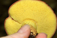 Hemileccinum subglabripes Brownish pink cap that was bumpy, but smooth. Bright yellow pores that did not bruise. Stipe was yellow near the apex and brownish pink at the base. <br />
<br />
Habitat: Growing on the ground in a mixed forest, but in an area dominated by oak, birch, and maple.<br />
https://www.jungledragon.com/image/68648/hemileccinum_subglabripes.html Geotagged,Hemileccinum,Hemileccinum subglabripes,Summer,United States,fungus,mushroom