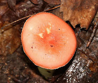 Rosy Russula - Russula rosea Russula with pinkish orange cap and a couple of yellowish spots near the center. The margin was slightly lined and was a darker pinkish color (like the center of the cap). Creamish colored gills and a white stipe that had a bit of a pink flush. The color in the side profile shot is innacurate &ndash; the flash made the cap look too red. The shot of the top of the cap is more accurate. <br />
<br />
Habitat: Growing on the ground under oak and beech in a mixed forest (oak, hemlock, pine, birch, beech, and maple.<br />
https://www.jungledragon.com/image/68651/rosy_russula_-_russula_rosea.html Geotagged,Rosy russula,Russula rosea,Summer,United States,fungus,mushroom,russula