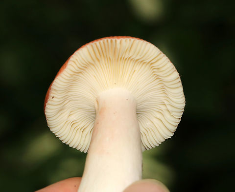 Rosy Russula - Russula rosea Russula with pinkish orange cap and a couple of yellowish spots near the center. The margin was slightly lined and was a darker pinkish color (like the center of the cap). Creamish colored gills and a white stipe that had a bit of a pink flush. The color in the side profile shot is innacurate – the flash made the cap look too red. The shot of the top of the cap is more accurate. 

Habitat: Growing on the ground under oak and beech in a mixed forest (oak, hemlock, pine, birch, beech, and maple.

https://www.jungledragon.com/image/68650/rosy_russula_-_russula_rosea.html Geotagged,Rosy russula,Russula rosea,Summer,United States,fungus,mushroom,russula