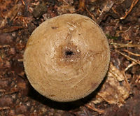 Stump Puffball - Lycoperdon pyriforme These fungi are called puffballs because "puffs" of brown spores are released through the aperture when the mature fruiting body bursts. Also, they look like "balls". Hence the name "puffballs".<br />
<br />
Habitat: Growing on rotting wood in a mixed forest.<br />
https://www.jungledragon.com/image/68691/stump_puffball_-_lycoperdon_pyriforme.html Geotagged,Lycoperdon pyriforme,Pear-shaped Puffball,Summer,United States,puffball
