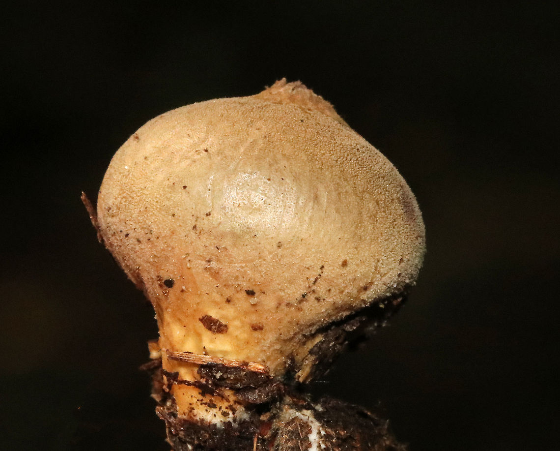 Stump Puffball - Lycoperdon pyriforme These fungi are called puffballs because &quot;puffs&quot; of brown spores are released through the aperture when the mature fruiting body bursts. Also, they look like &quot;balls&quot;. Hence the name &quot;puffballs&quot;.<br />
<br />
Habitat: Growing on rotting wood in a mixed forest.<br />
<figure class="photo"><a href="https://www.jungledragon.com/image/68690/stump_puffball_-_lycoperdon_pyriforme.html" title="Stump Puffball - Lycoperdon pyriforme"><img src="https://s3.amazonaws.com/media.jungledragon.com/images/3232/68690_thumb.jpg?AWSAccessKeyId=05GMT0V3GWVNE7GGM1R2&Expires=1769040010&Signature=ml9cljCjIJC8vop2ZYo6dBH9NHM%3D" width="200" height="168" alt="Stump Puffball - Lycoperdon pyriforme These fungi are called puffballs because &quot;puffs&quot; of brown spores are released through the aperture when the mature fruiting body bursts. Also, they look like &quot;balls&quot;. Hence the name &quot;puffballs&quot;.<br />
<br />
Habitat: Growing on rotting wood in a mixed forest.<br />
https://www.jungledragon.com/image/68691/stump_puffball_-_lycoperdon_pyriforme.html Geotagged,Lycoperdon pyriforme,Pear-shaped Puffball,Summer,United States,puffball" /></a></figure> Geotagged,Lycoperdon pyriforme,Pear-shaped Puffball,Summer,United States,puffball