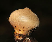 Stump Puffball - Lycoperdon pyriforme These fungi are called puffballs because "puffs" of brown spores are released through the aperture when the mature fruiting body bursts. Also, they look like "balls". Hence the name "puffballs".<br />
<br />
Habitat: Growing on rotting wood in a mixed forest.<br />
https://www.jungledragon.com/image/68690/stump_puffball_-_lycoperdon_pyriforme.html Geotagged,Lycoperdon pyriforme,Pear-shaped Puffball,Summer,United States,puffball