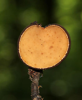 Peanut Butter Cup Fungus - Galiella rufa Cup fungus that resembles a peanut butter cup! The cup is closed at first, but then opens to form a shallow cup. The outer surface is blackish brown while the inner surface is tannish brown. 
Growing alone and in clusters on rotting sticks in a deciduous forest.
https://www.jungledragon.com/image/68693/peanut_butter_cup_fungus_-_galiella_rufa.html Galiella rufa,Geotagged,Rufous rubber cup,Summer,United States,cup fungus,fungus,mushroom,peanut butter cup fungus