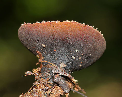 Peanut Butter Cup Fungus - Galiella rufa Cup fungus that resembles a peanut butter cup! The cup is closed at first, but then opens to form a shallow cup. The outer surface is blackish brown while the inner surface is tannish brown. 

Growing alone and in clusters on rotting sticks in a deciduous forest.
https://www.jungledragon.com/image/68692/peanut_butter_cup_fungi_-_galiella_rufa.html Galiella rufa,Geotagged,Rufous rubber cup,Summer,United States,cup fungus,fungus,mushroom,peanut butter cup fungus