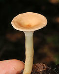 Infundibulicybe gibba Cap was very pale peach/buff. Gills were cream-colored and decurrent with short gills present. Stem was cream-colored and had white basal mycelium. Odor was sweet. <br />
<br />
Habitat: Growing on the ground in a mostly deciduous area (under oak) of a mixed forest.<br />
https://www.jungledragon.com/image/68696/infundibulicybe_gibba.html<br />
https://www.jungledragon.com/image/68695/infundibulicybe_gibba.html Geotagged,Infundibulicybe gibba,Summer,United States