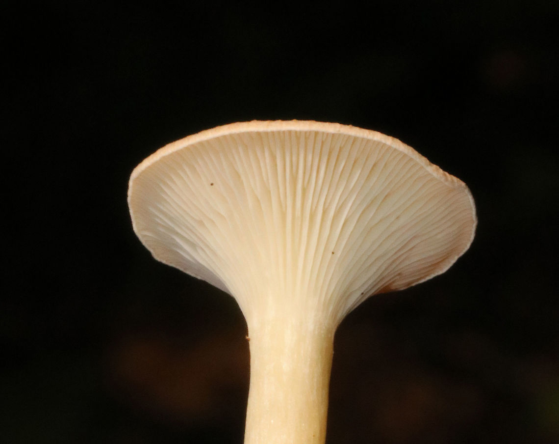 Infundibulicybe gibba Cap was very pale peach/buff. Gills were cream-colored and decurrent with short gills present. Stem was cream-colored and had white basal mycelium. Odor was sweet. <br />
<br />
Habitat: Growing on the ground in a mostly deciduous area (under oak) of a mixed forest.<br />
<figure class="photo"><a href="https://www.jungledragon.com/image/68694/infundibulicybe_gibba.html" title="Infundibulicybe gibba"><img src="https://s3.amazonaws.com/media.jungledragon.com/images/3232/68694_thumb.jpg?AWSAccessKeyId=05GMT0V3GWVNE7GGM1R2&Expires=1759968010&Signature=37UOpyWZhrgVy904BzKY2RcfYLQ%3D" width="122" height="152" alt="Infundibulicybe gibba Cap was very pale peach/buff. Gills were cream-colored and decurrent with short gills present. Stem was cream-colored and had white basal mycelium. Odor was sweet. <br />
<br />
Habitat: Growing on the ground in a mostly deciduous area (under oak) of a mixed forest.<br />
https://www.jungledragon.com/image/68696/infundibulicybe_gibba.html<br />
https://www.jungledragon.com/image/68695/infundibulicybe_gibba.html Geotagged,Infundibulicybe gibba,Summer,United States" /></a></figure><br />
<figure class="photo"><a href="https://www.jungledragon.com/image/68696/infundibulicybe_gibba.html" title="Infundibulicybe gibba"><img src="https://s3.amazonaws.com/media.jungledragon.com/images/3232/68696_thumb.jpg?AWSAccessKeyId=05GMT0V3GWVNE7GGM1R2&Expires=1759968010&Signature=F173EnP0tgQ%2BiHsyiko%2BbWyq284%3D" width="200" height="158" alt="Infundibulicybe gibba Cap was very pale peach/buff. Gills were cream-colored and decurrent with short gills present. Stem was cream-colored and had white basal mycelium. Odor was sweet. <br />
<br />
Habitat: Growing on the ground in a mostly deciduous area (under oak) of a mixed forest.<br />
https://www.jungledragon.com/image/68694/infundibulicybe_gibba.html<br />
https://www.jungledragon.com/image/68695/infundibulicybe_gibba.html Geotagged,Infundibulicybe,Infundibulicybe gibba,Summer,United States,fungus,mushroom" /></a></figure> Geotagged,Infundibulicybe gibba,Summer,United States