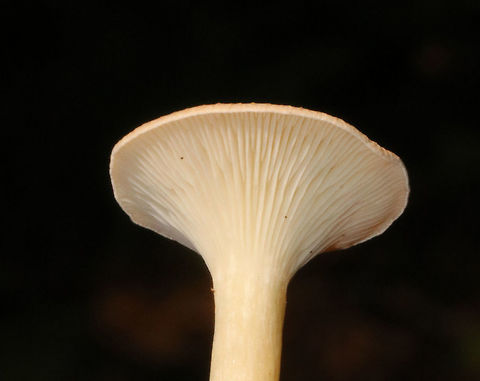 Infundibulicybe gibba Cap was very pale peach/buff. Gills were cream-colored and decurrent with short gills present. Stem was cream-colored and had white basal mycelium. Odor was sweet. 

Habitat: Growing on the ground in a mostly deciduous area (under oak) of a mixed forest.
https://www.jungledragon.com/image/68694/infundibulicybe_gibba.html
https://www.jungledragon.com/image/68696/infundibulicybe_gibba.html Geotagged,Infundibulicybe gibba,Summer,United States