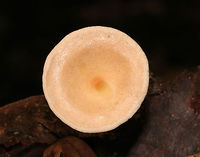 Infundibulicybe gibba Cap was very pale peach/buff. Gills were cream-colored and decurrent with short gills present. Stem was cream-colored and had white basal mycelium. Odor was sweet. <br />
<br />
Habitat: Growing on the ground in a mostly deciduous area (under oak) of a mixed forest.<br />
https://www.jungledragon.com/image/68694/infundibulicybe_gibba.html<br />
https://www.jungledragon.com/image/68695/infundibulicybe_gibba.html Geotagged,Infundibulicybe,Infundibulicybe gibba,Summer,United States,fungus,mushroom