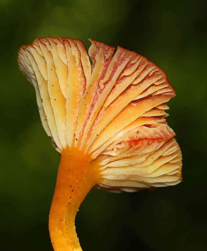 Hygrocybe squamulosa Cap was reddish orange, dry, and shallowly depressed. The gills were attached to the stem, yellow, and had frequent short gills. The stipe was orange, dry, and had a white base. The cap was about 45-50 mm in diameter! It's probably the largest Hygrocybe that I've ever seen.<br />
<br />
Habitat: Growing in a mixed forest. Geotagged,Hygrocybe,Hygrocybe squamulosa,Summer,United States,fungus,mushroom