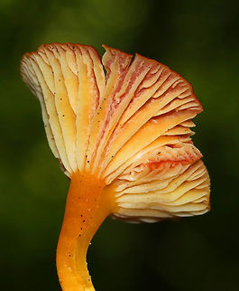Hygrocybe squamulosa Cap was reddish orange, dry, and shallowly depressed. The gills were attached to the stem, yellow, and had frequent short gills. The stipe was orange, dry, and had a white base.  The cap was about 45-50 mm in diameter! It's probably the largest Hygrocybe that I've ever seen.

Habitat: Growing in a mixed forest. Geotagged,Hygrocybe,Hygrocybe squamulosa,Summer,United States,fungus,mushroom