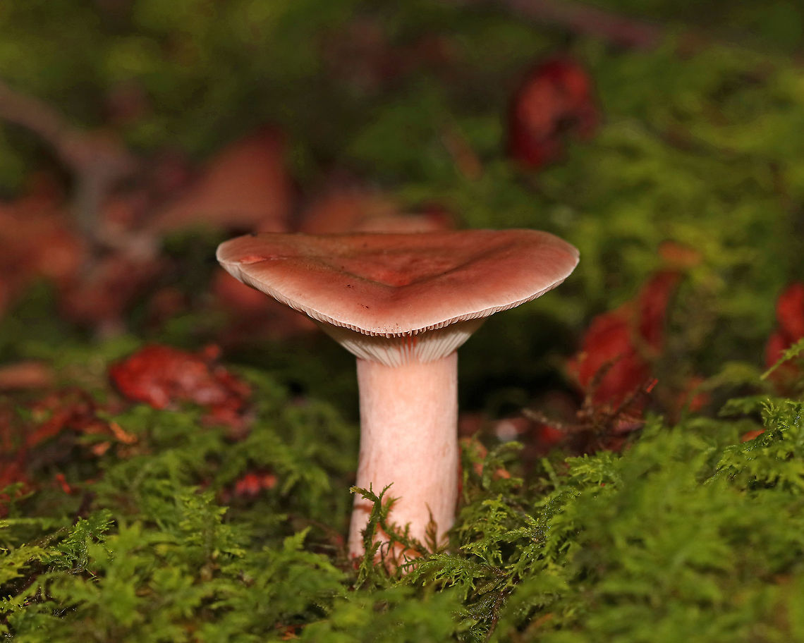 Red Hot Milk Cap - Lactarius rufus Reddish brown cap that was indented. Cream/pale pinkish gills with short gills and white latex. Cream-colored stipe with a pink tint. <br />
<br />
Habitat: Growing in moss in an area of a mixed forest with lots of pine, hemlock, oak, birch, and maple. Geotagged,Lactarius rufus,Red Hot Milk Cap,Summer,United States,fungus,lactarius,milk cap,mushroom