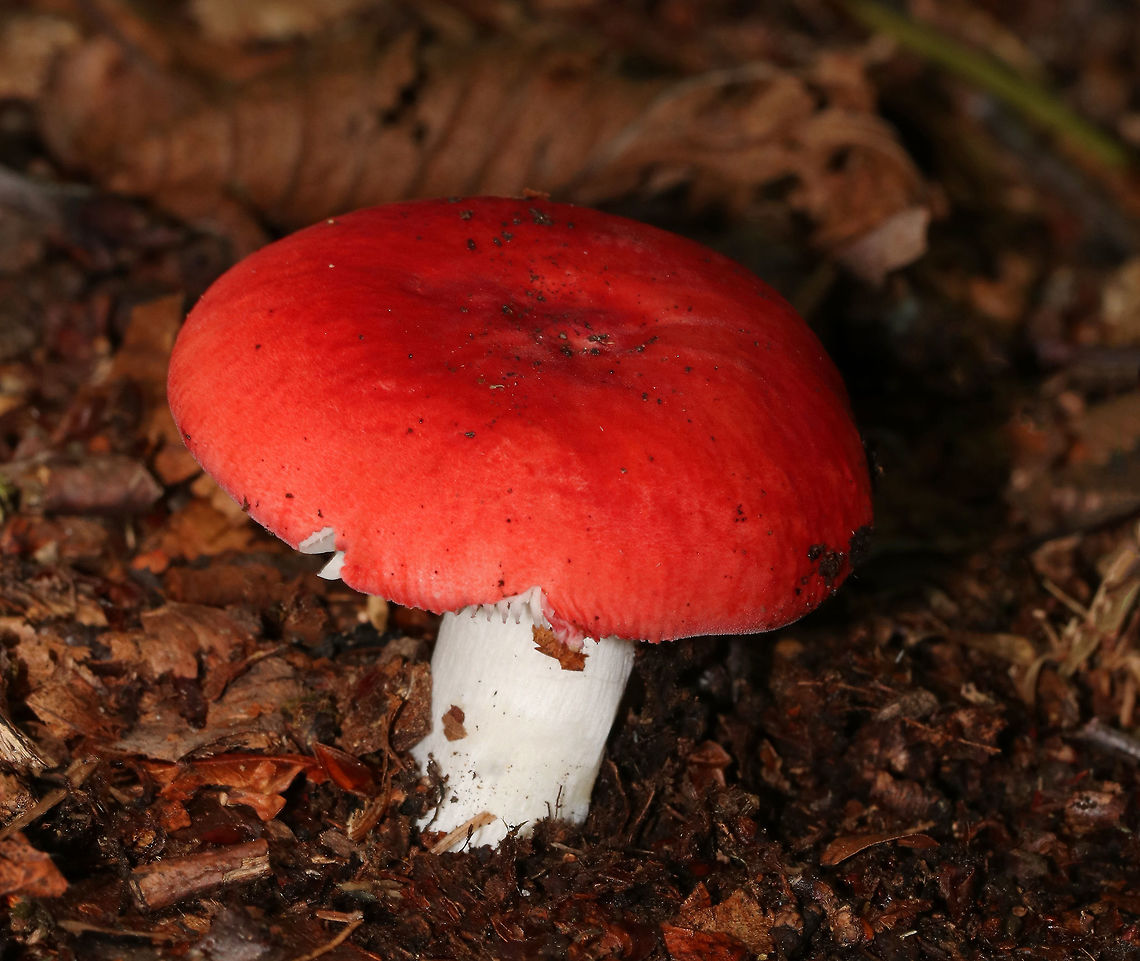 Russula silvicola Red, broadly convex cap that had a slightly sunken center. It was bright red, dry, and about 6 cm diameter. Gills were white and close. Stipe was white.<br />
<br />
Habitat: Growing on the ground in a mostly deciduous forest. Geotagged,Russula,Russula silvicola,Summer,United States,fungus,mushroom,red