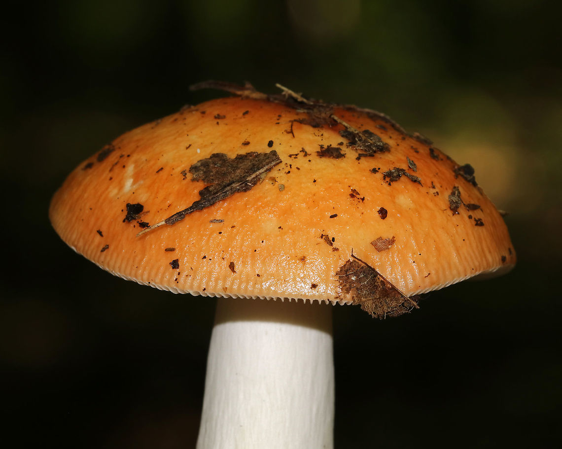 Russula decolorans Broadly convex, orange cap that was tacky. Gills were attached, white, and some were forked at the base. The stipe was white, smooth, and firm.<br />
<br />
Habitat: Growing on the ground in a mixed forest. Geotagged,Russula,Russula decolorans,Summer,United States,fungus,mushroom