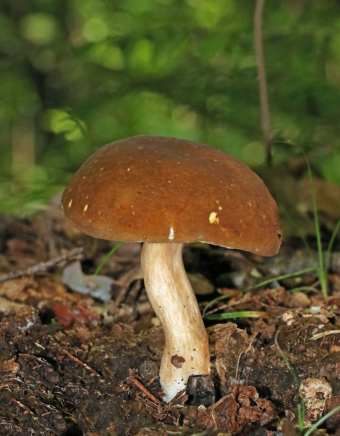 Xanthoconium affine Convex, brown, soft cap. Yellow pores that had brown marks on them, but did not bruise. Stipe was cream-colored with brownish streaks. <br />
<br />
Habitat: Growing on the ground in a mixed forest (oak, pine, birch, hemlock, maple). Geotagged,Summer,United States,Xanthoconium affine,fungus,mushroom