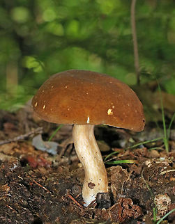 Xanthoconium affine Convex, brown, soft cap. Yellow pores that had brown marks on them, but did not bruise. Stipe was cream-colored with brownish streaks. 

Habitat: Growing on the ground in a mixed forest (oak, pine, birch, hemlock, maple). Geotagged,Summer,United States,Xanthoconium affine,fungus,mushroom