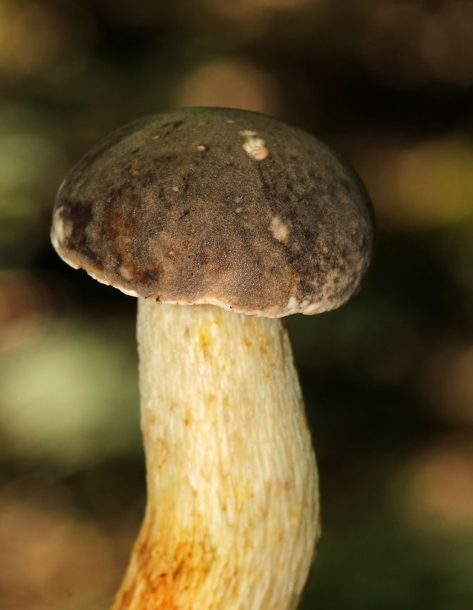 Retiboletus griseus Convex cap that was grayish blackish brown with a pinkish tint. Stipe was reticulate and cream-colored with some yellow and orange bruising. Pores were small and cream-colored. <br />
<br />
Habitat: Growing alone, on the ground, in a mixed forest – but, in an area with mostly oak. Geotagged,Gray bolete,Retiboletus griseus,Summer,United States,fungus,mushroom