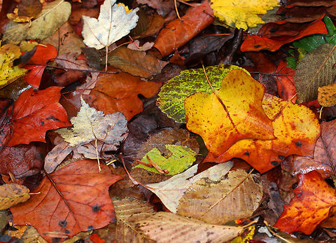 Autumn Leaves Leaves contain pigments that give them their color. During autumn, deciduous trees stop making the green chlorophyll pigment. Chlorophyll masks the other pigments present in the leaves, so when it breaks down in the autumn, we get to see the other pigments that cause the red (anthocyanins), orange (carotenoids), and yellow (xanthophyll)! Fall,Geotagged,United States,autumn,fall foliage,foliage,leaves