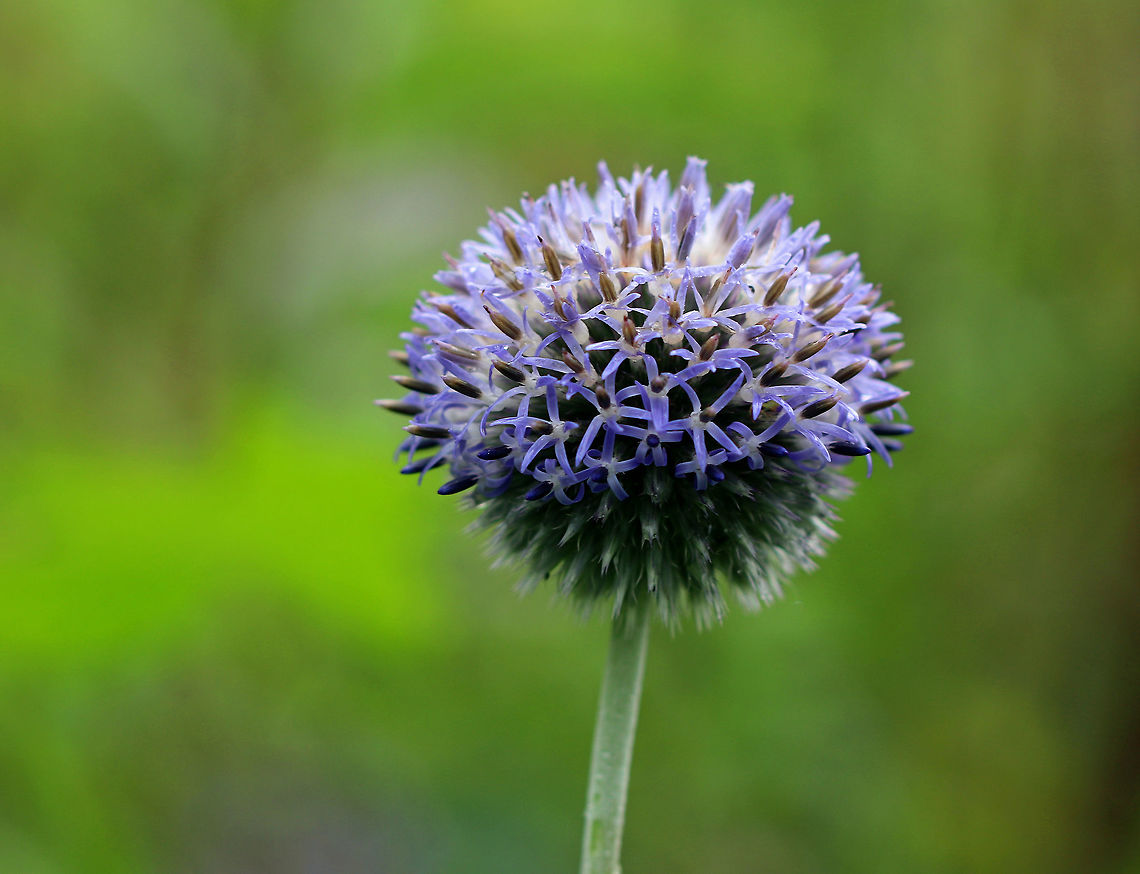 Great Globe Thistle - Echinops sphaerocephalus Spherical, purple-blue flowers at the end of a tall spike.<br />
<br />
Habitat: Along the edge of a meadow near an herb garden. Echinops ritro,Echinops sphaerocephalus,Geotagged,Great globe thistle,Summer,United States,thistle