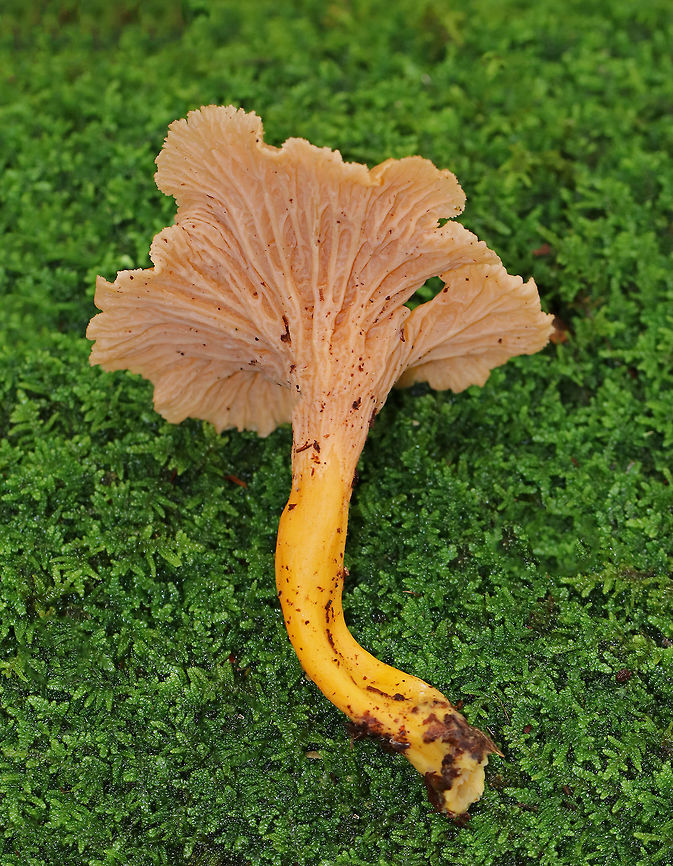 Craterellus ignicolor Cap was vase-shaped and wavy with a hole in the center. Lilac/pinkish/tan false gills with frequent forking and cross gills.  The stem was yellow. <br />
<br />
Habitat: Growing alone in moss next to rotting wood. Mostly deciduous forest with lots of oak.<br />
<figure class="photo"><a href="https://www.jungledragon.com/image/68795/craterellus_ignicolor.html" title="Craterellus ignicolor"><img src="https://s3.amazonaws.com/media.jungledragon.com/images/3232/68795_thumb.jpg?AWSAccessKeyId=05GMT0V3GWVNE7GGM1R2&Expires=1759968010&Signature=Wv9cKrvp9I%2BSQX%2B%2BpbKUpxC3zj4%3D" width="200" height="170" alt="Craterellus ignicolor Cap was vase-shaped and wavy with a hole in the center. Lilac false gills with frequent forking and cross gills. The stem was yellow. <br />
<br />
Habitat: Growing alone in moss next to rotting wood. Mostly deciduous forest with lots of oak.<br />
https://www.jungledragon.com/image/68792/yellowfoot_chanterelle_-_craterellus_tubaeformis.html<br />
https://www.jungledragon.com/image/68794/yellowfoot_chanterelle_-_craterellus_tubaeformis.html Craterellus ignicolor,Fall,Flame Chanterelle,Geotagged,United States" /></a></figure><br />
<figure class="photo"><a href="https://www.jungledragon.com/image/68794/craterellus_ignicolor.html" title="Craterellus ignicolor"><img src="https://s3.amazonaws.com/media.jungledragon.com/images/3232/68794_thumb.jpg?AWSAccessKeyId=05GMT0V3GWVNE7GGM1R2&Expires=1759968010&Signature=TRxhn3H2IRFR495t2WAp7WrBb1k%3D" width="200" height="150" alt="Craterellus ignicolor Cap was vase-shaped and wavy with a hole in the center. Lilac false gills with frequent forking and cross gills. The stem was yellow. <br />
<br />
Habitat: Growing alone in moss next to rotting wood. Mostly deciduous forest with lots of oak.<br />
https://www.jungledragon.com/image/68792/yellowfoot_chanterelle_-_craterellus_tubaeformis.html<br />
https://www.jungledragon.com/image/68795/yellowfoot_chanterelle_-_craterellus_tubaeformis.html Craterellus ignicolor,Fall,Flame Chanterelle,Geotagged,United States" /></a></figure> Craterellus ignicolor,Fall,Flame Chanterelle,Geotagged,United States,fungus,mushroom