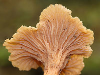 Craterellus ignicolor Cap was vase-shaped and wavy with a hole in the center. Lilac false gills with frequent forking and cross gills. The stem was yellow. <br />
<br />
Habitat: Growing alone in moss next to rotting wood. Mostly deciduous forest with lots of oak.<br />
https://www.jungledragon.com/image/68792/yellowfoot_chanterelle_-_craterellus_tubaeformis.html<br />
https://www.jungledragon.com/image/68795/yellowfoot_chanterelle_-_craterellus_tubaeformis.html Craterellus ignicolor,Fall,Flame Chanterelle,Geotagged,United States
