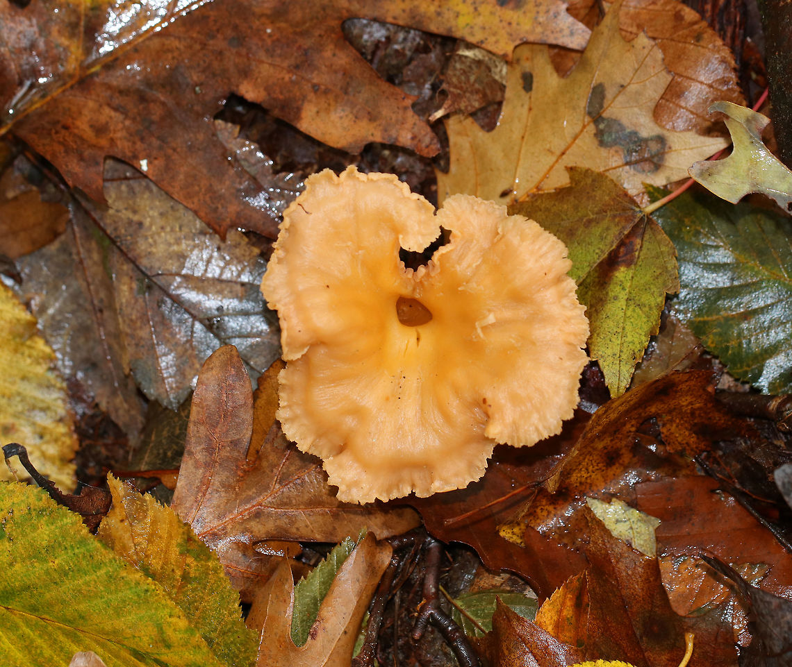 Craterellus ignicolor Cap was vase-shaped and wavy with a hole in the center. Lilac false gills with frequent forking and cross gills. The stem was yellow. <br />
<br />
Habitat: Growing alone in moss next to rotting wood. Mostly deciduous forest with lots of oak.<br />
<figure class="photo"><a href="https://www.jungledragon.com/image/68792/craterellus_ignicolor.html" title="Craterellus ignicolor"><img src="https://s3.amazonaws.com/media.jungledragon.com/images/3232/68792_thumb.jpg?AWSAccessKeyId=05GMT0V3GWVNE7GGM1R2&Expires=1769040010&Signature=kGS7oTNk2biKjVmaza0EbsGh6KA%3D" width="120" height="152" alt="Craterellus ignicolor Cap was vase-shaped and wavy with a hole in the center. Lilac/pinkish/tan false gills with frequent forking and cross gills.  The stem was yellow. <br />
<br />
Habitat: Growing alone in moss next to rotting wood. Mostly deciduous forest with lots of oak.<br />
https://www.jungledragon.com/image/68795/yellowfoot_chanterelle_-_craterellus_tubaeformis.html<br />
https://www.jungledragon.com/image/68794/yellowfoot_chanterelle_-_craterellus_tubaeformis.html Craterellus ignicolor,Fall,Flame Chanterelle,Geotagged,United States,fungus,mushroom" /></a></figure><br />
<figure class="photo"><a href="https://www.jungledragon.com/image/68794/craterellus_ignicolor.html" title="Craterellus ignicolor"><img src="https://s3.amazonaws.com/media.jungledragon.com/images/3232/68794_thumb.jpg?AWSAccessKeyId=05GMT0V3GWVNE7GGM1R2&Expires=1769040010&Signature=FoH1UDrybq7ziOrPxuAjaQV91To%3D" width="200" height="150" alt="Craterellus ignicolor Cap was vase-shaped and wavy with a hole in the center. Lilac false gills with frequent forking and cross gills. The stem was yellow. <br />
<br />
Habitat: Growing alone in moss next to rotting wood. Mostly deciduous forest with lots of oak.<br />
https://www.jungledragon.com/image/68792/yellowfoot_chanterelle_-_craterellus_tubaeformis.html<br />
https://www.jungledragon.com/image/68795/yellowfoot_chanterelle_-_craterellus_tubaeformis.html Craterellus ignicolor,Fall,Flame Chanterelle,Geotagged,United States" /></a></figure> Craterellus ignicolor,Fall,Flame Chanterelle,Geotagged,United States