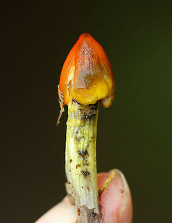Witch's Hat - Hygrocybe conica Sharply conical cap that was mostly orange and greasy. Pale yellow gills. Yellow grooved stem. The entire mushroom was developing black stains.

Habitat: Growing alone under oak in a mixed forest. Geotagged,Hygrocybe,Hygrocybe conica,Summer,United States,Witch's hat,mushroom