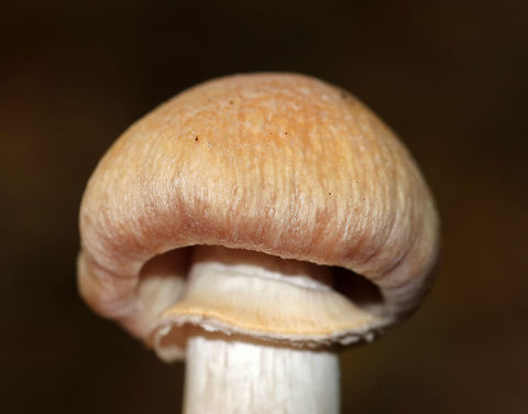 Gypsy Mushroom - Cortinarius caperatus Convex, fibrous, tannish pink cap with some yellow near the center. Pale tan gills that were wavy and attached to the stem. The stem was whitish, rough near the apex, and had a large ring. 

Habitat: Growing on the ground in a mixed forest.
https://www.jungledragon.com/image/68847/gypsy_mushroom_-_cortinarius_caperatus.html
https://www.jungledragon.com/image/68846/gypsy_mushroom_-_cortinarius_caperatus.html
https://www.jungledragon.com/image/68845/gypsy_mushroom_-_cortinarius_caperatus.html Cortinarius caperatus,Fall,Geotagged,Gypsy Mushroom,United States,fungus,mushroom