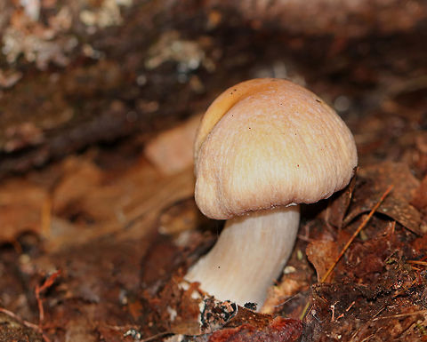 Gypsy Mushroom - Cortinarius caperatus Convex, fibrous, tannish pink cap with some yellow near the center. Pale tan gills that were wavy and attached to the stem. The stem was whitish, rough near the apex, and had a large ring. 
Habitat: Growing on the ground in a mixed forest.
https://www.jungledragon.com/image/68847/gypsy_mushroom_-_cortinarius_caperatus.html
https://www.jungledragon.com/image/68846/gypsy_mushroom_-_cortinarius_caperatus.html
https://www.jungledragon.com/image/68843/gypsy_mushroom_-_cortinarius_caperatus.html Cortinarius caperatus,Fall,Geotagged,Gypsy Mushroom,United States