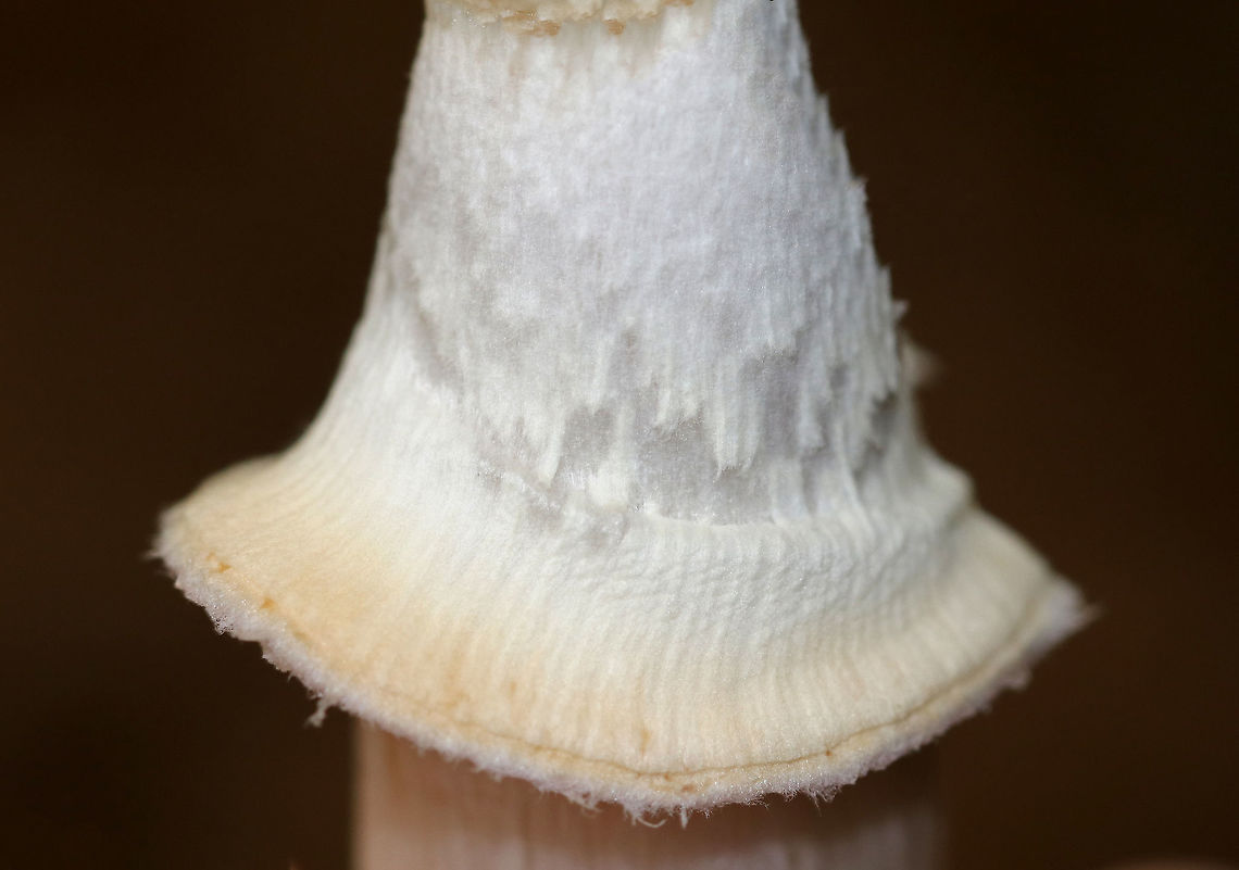 Gypsy Mushroom - Cortinarius caperatus Convex, fibrous, tannish pink cap with some yellow near the center. Pale tan gills that were wavy and attached to the stem. The stem was whitish, rough near the apex, and had a large ring. <br />
<br />
Habitat: Growing on the ground in a mixed forest.<br />
<figure class="photo"><a href="https://www.jungledragon.com/image/68847/gypsy_mushroom_-_cortinarius_caperatus.html" title="Gypsy Mushroom - Cortinarius caperatus"><img src="https://s3.amazonaws.com/media.jungledragon.com/images/3232/68847_thumb.jpg?AWSAccessKeyId=05GMT0V3GWVNE7GGM1R2&Expires=1759968010&Signature=zuqmW7MBIsQHPvEZhKITFyG%2FmW4%3D" width="112" height="152" alt="Gypsy Mushroom - Cortinarius caperatus Convex, fibrous, tannish pink cap with some yellow near the center. Pale tan gills that were wavy and attached to the stem. The stem was whitish, rough near the apex, and had a large ring. <br />
<br />
Habitat: Growing on the ground in a mixed forest.<br />
https://www.jungledragon.com/image/68846/gypsy_mushroom_-_cortinarius_caperatus.html<br />
https://www.jungledragon.com/image/68845/gypsy_mushroom_-_cortinarius_caperatus.html<br />
https://www.jungledragon.com/image/68843/gypsy_mushroom_-_cortinarius_caperatus.html Cortinarius caperatus,Fall,Geotagged,Gypsy Mushroom,United States" /></a></figure><br />
<figure class="photo"><a href="https://www.jungledragon.com/image/68845/gypsy_mushroom_-_cortinarius_caperatus.html" title="Gypsy Mushroom - Cortinarius caperatus"><img src="https://s3.amazonaws.com/media.jungledragon.com/images/3232/68845_thumb.jpg?AWSAccessKeyId=05GMT0V3GWVNE7GGM1R2&Expires=1759968010&Signature=HxojnLwa0hiBZMhzEO8jt0%2Bv6Io%3D" width="200" height="162" alt="Gypsy Mushroom - Cortinarius caperatus Convex, fibrous, tannish pink cap with some yellow near the center. Pale tan gills that were wavy and attached to the stem. The stem was whitish, rough near the apex, and had a large ring. <br />
<br />
Habitat: Growing on the ground in a mixed forest.<br />
https://www.jungledragon.com/image/68847/gypsy_mushroom_-_cortinarius_caperatus.html<br />
https://www.jungledragon.com/image/68846/gypsy_mushroom_-_cortinarius_caperatus.html<br />
https://www.jungledragon.com/image/68843/gypsy_mushroom_-_cortinarius_caperatus.html Cortinarius caperatus,Fall,Geotagged,Gypsy Mushroom,United States" /></a></figure><br />
<figure class="photo"><a href="https://www.jungledragon.com/image/68843/gypsy_mushroom_-_cortinarius_caperatus.html" title="Gypsy Mushroom - Cortinarius caperatus"><img src="https://s3.amazonaws.com/media.jungledragon.com/images/3232/68843_thumb.jpg?AWSAccessKeyId=05GMT0V3GWVNE7GGM1R2&Expires=1759968010&Signature=brLzL9xdyFlzqf7ZqNj57BXvPG8%3D" width="200" height="158" alt="Gypsy Mushroom - Cortinarius caperatus Convex, fibrous, tannish pink cap with some yellow near the center. Pale tan gills that were wavy and attached to the stem. The stem was whitish, rough near the apex, and had a large ring. <br />
<br />
Habitat: Growing on the ground in a mixed forest.<br />
https://www.jungledragon.com/image/68847/gypsy_mushroom_-_cortinarius_caperatus.html<br />
https://www.jungledragon.com/image/68846/gypsy_mushroom_-_cortinarius_caperatus.html<br />
https://www.jungledragon.com/image/68845/gypsy_mushroom_-_cortinarius_caperatus.html Cortinarius caperatus,Fall,Geotagged,Gypsy Mushroom,United States,fungus,mushroom" /></a></figure> Cortinarius caperatus,Fall,Geotagged,Gypsy Mushroom,United States