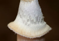 Gypsy Mushroom - Cortinarius caperatus Convex, fibrous, tannish pink cap with some yellow near the center. Pale tan gills that were wavy and attached to the stem. The stem was whitish, rough near the apex, and had a large ring. <br />
<br />
Habitat: Growing on the ground in a mixed forest.<br />
https://www.jungledragon.com/image/68847/gypsy_mushroom_-_cortinarius_caperatus.html<br />
https://www.jungledragon.com/image/68845/gypsy_mushroom_-_cortinarius_caperatus.html<br />
https://www.jungledragon.com/image/68843/gypsy_mushroom_-_cortinarius_caperatus.html Cortinarius caperatus,Fall,Geotagged,Gypsy Mushroom,United States
