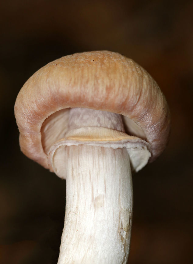 Gypsy Mushroom - Cortinarius caperatus Convex, fibrous, tannish pink cap with some yellow near the center. Pale tan gills that were wavy and attached to the stem. The stem was whitish, rough near the apex, and had a large ring. <br />
<br />
Habitat: Growing on the ground in a mixed forest.<br />
<figure class="photo"><a href="https://www.jungledragon.com/image/68846/gypsy_mushroom_-_cortinarius_caperatus.html" title="Gypsy Mushroom - Cortinarius caperatus"><img src="https://s3.amazonaws.com/media.jungledragon.com/images/3232/68846_thumb.jpg?AWSAccessKeyId=05GMT0V3GWVNE7GGM1R2&Expires=1759968010&Signature=X143PtYufeEQufd%2F%2B3Rug%2BPVod0%3D" width="200" height="142" alt="Gypsy Mushroom - Cortinarius caperatus Convex, fibrous, tannish pink cap with some yellow near the center. Pale tan gills that were wavy and attached to the stem. The stem was whitish, rough near the apex, and had a large ring. <br />
<br />
Habitat: Growing on the ground in a mixed forest.<br />
https://www.jungledragon.com/image/68847/gypsy_mushroom_-_cortinarius_caperatus.html<br />
https://www.jungledragon.com/image/68845/gypsy_mushroom_-_cortinarius_caperatus.html<br />
https://www.jungledragon.com/image/68843/gypsy_mushroom_-_cortinarius_caperatus.html Cortinarius caperatus,Fall,Geotagged,Gypsy Mushroom,United States" /></a></figure><br />
<figure class="photo"><a href="https://www.jungledragon.com/image/68845/gypsy_mushroom_-_cortinarius_caperatus.html" title="Gypsy Mushroom - Cortinarius caperatus"><img src="https://s3.amazonaws.com/media.jungledragon.com/images/3232/68845_thumb.jpg?AWSAccessKeyId=05GMT0V3GWVNE7GGM1R2&Expires=1759968010&Signature=HxojnLwa0hiBZMhzEO8jt0%2Bv6Io%3D" width="200" height="162" alt="Gypsy Mushroom - Cortinarius caperatus Convex, fibrous, tannish pink cap with some yellow near the center. Pale tan gills that were wavy and attached to the stem. The stem was whitish, rough near the apex, and had a large ring. <br />
<br />
Habitat: Growing on the ground in a mixed forest.<br />
https://www.jungledragon.com/image/68847/gypsy_mushroom_-_cortinarius_caperatus.html<br />
https://www.jungledragon.com/image/68846/gypsy_mushroom_-_cortinarius_caperatus.html<br />
https://www.jungledragon.com/image/68843/gypsy_mushroom_-_cortinarius_caperatus.html Cortinarius caperatus,Fall,Geotagged,Gypsy Mushroom,United States" /></a></figure><br />
<figure class="photo"><a href="https://www.jungledragon.com/image/68843/gypsy_mushroom_-_cortinarius_caperatus.html" title="Gypsy Mushroom - Cortinarius caperatus"><img src="https://s3.amazonaws.com/media.jungledragon.com/images/3232/68843_thumb.jpg?AWSAccessKeyId=05GMT0V3GWVNE7GGM1R2&Expires=1759968010&Signature=brLzL9xdyFlzqf7ZqNj57BXvPG8%3D" width="200" height="158" alt="Gypsy Mushroom - Cortinarius caperatus Convex, fibrous, tannish pink cap with some yellow near the center. Pale tan gills that were wavy and attached to the stem. The stem was whitish, rough near the apex, and had a large ring. <br />
<br />
Habitat: Growing on the ground in a mixed forest.<br />
https://www.jungledragon.com/image/68847/gypsy_mushroom_-_cortinarius_caperatus.html<br />
https://www.jungledragon.com/image/68846/gypsy_mushroom_-_cortinarius_caperatus.html<br />
https://www.jungledragon.com/image/68845/gypsy_mushroom_-_cortinarius_caperatus.html Cortinarius caperatus,Fall,Geotagged,Gypsy Mushroom,United States,fungus,mushroom" /></a></figure> Cortinarius caperatus,Fall,Geotagged,Gypsy Mushroom,United States