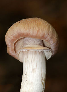 Gypsy Mushroom - Cortinarius caperatus Convex, fibrous, tannish pink cap with some yellow near the center. Pale tan gills that were wavy and attached to the stem. The stem was whitish, rough near the apex, and had a large ring. 
Habitat: Growing on the ground in a mixed forest.
https://www.jungledragon.com/image/68846/gypsy_mushroom_-_cortinarius_caperatus.html
https://www.jungledragon.com/image/68845/gypsy_mushroom_-_cortinarius_caperatus.html
https://www.jungledragon.com/image/68843/gypsy_mushroom_-_cortinarius_caperatus.html Cortinarius caperatus,Fall,Geotagged,Gypsy Mushroom,United States