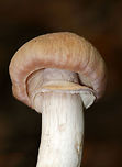 Gypsy Mushroom - Cortinarius caperatus Convex, fibrous, tannish pink cap with some yellow near the center. Pale tan gills that were wavy and attached to the stem. The stem was whitish, rough near the apex, and had a large ring. <br />
<br />
Habitat: Growing on the ground in a mixed forest.<br />
https://www.jungledragon.com/image/68846/gypsy_mushroom_-_cortinarius_caperatus.html<br />
https://www.jungledragon.com/image/68845/gypsy_mushroom_-_cortinarius_caperatus.html<br />
https://www.jungledragon.com/image/68843/gypsy_mushroom_-_cortinarius_caperatus.html Cortinarius caperatus,Fall,Geotagged,Gypsy Mushroom,United States