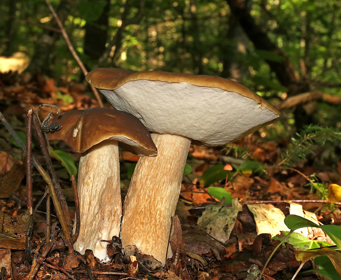 Boletus edulis Smooth, flat, brown caps. White pores that faintly bruised pale yellowish when marked. Stipe was brownish and reticulate. White basal mycelium.<br />
<br />
Habitat: Growing on the ground in a mixed forest. Boletus edulis,Geotagged,Summer,United States,bolete,fungi,mushrooms