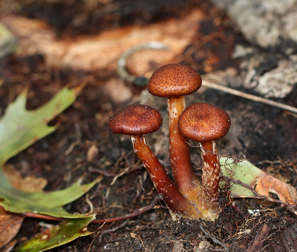 Armillaria gemina Dark, reddish brown mushrooms growing from a shared base. The caps had tiny scales and white gills. The stipes had yellow basal mycelium that were bioluminescent.  <br />
<br />
Habitat: Growing on rotting, mostly buried oak. Armillaria,Armillaria gemina,Fall,Geotagged,United States,fungus,mushroom