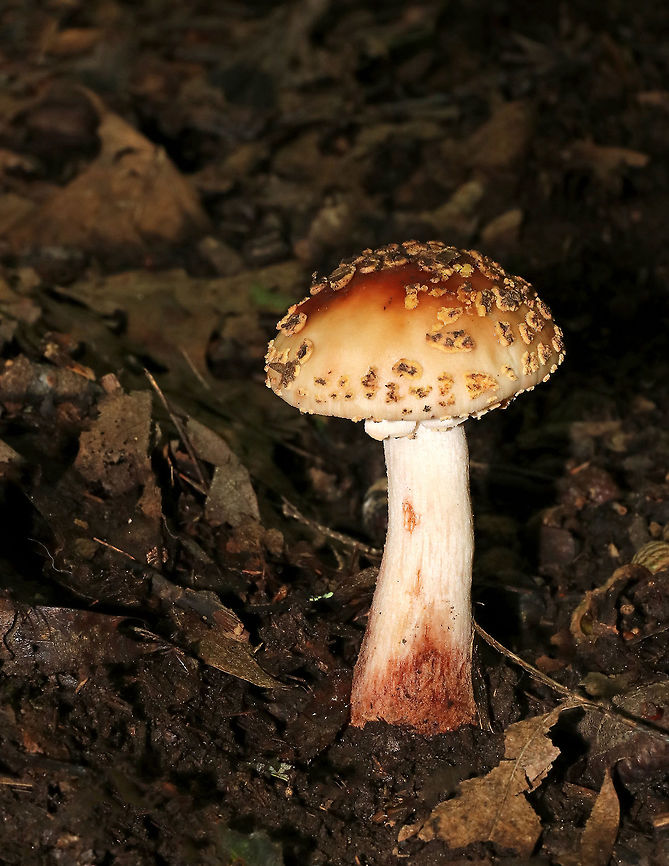 Eastern American Blusher - Amanita amerirubescens group I found a large cluster of rotting blushers - some were seriously gnarly. Sorry for the dark shots, but forests are dark, especially when it's raining!<br />
<br />
Habitat: Growing on the ground in a mixed forest, but in an area dominated by oak.<br />
<br />
The exact species of this mushroom is unknown, but it is in the Amanita amerirubescens group. Amanita expert Rod Tulloss has documented several eastern North American versions of Amanita rubescens, which now temporarily share the provisional name of "Amanita amerirubescens."<br />
<figure class="photo"><a href="https://www.jungledragon.com/image/68854/eastern_american_blusher_-_amanita_amerirubescens_group.html" title="Eastern American Blusher - Amanita amerirubescens group"><img src="https://s3.amazonaws.com/media.jungledragon.com/images/3232/68854_thumb.jpg?AWSAccessKeyId=05GMT0V3GWVNE7GGM1R2&Expires=1763596810&Signature=SGguXr8cGwVSa0Kzvlbl%2FL3W8Do%3D" width="120" height="152" alt="Eastern American Blusher - Amanita amerirubescens group I found a large cluster of rotting blushers - some were seriously gnarly. Sorry for the dark shots, but forests are dark, especially when it's raining!<br />
<br />
Habitat: Growing on the ground in a mixed forest, but in an area dominated by oak.<br />
<br />
The exact species of this mushroom is unknown, but it is in the Amanita amerirubescens group. Amanita expert Rod Tulloss has documented several eastern North American versions of Amanita rubescens, which now temporarily share the provisional name of "Amanita amerirubescens."<br />
https://www.jungledragon.com/image/68853/eastern_american_blusher_-_amanita_amerirubescens_group.html<br />
https://www.jungledragon.com/image/68852/eastern_american_blusher_-_amanita_amerirubescens_group.html<br />
https://www.jungledragon.com/image/68851/eastern_american_blusher_-_amanita_amerirubescens_group.html<br />
https://www.jungledragon.com/image/68850/eastern_american_blusher_-_amanita_amerirubescens_group.html Amanita amerirubescens,Eastern American Blusher,Geotagged,Summer,United States" /></a></figure><br />
<figure class="photo"><a href="https://www.jungledragon.com/image/68853/eastern_american_blusher_-_amanita_amerirubescens_group.html" title="Eastern American Blusher - Amanita amerirubescens group"><img src="https://s3.amazonaws.com/media.jungledragon.com/images/3232/68853_thumb.jpg?AWSAccessKeyId=05GMT0V3GWVNE7GGM1R2&Expires=1763596810&Signature=g48mfj1qkYTYvRougyeoqe%2FtSm0%3D" width="200" height="162" alt="Eastern American Blusher - Amanita amerirubescens group I found a large cluster of rotting blushers - some were seriously gnarly. Sorry for the dark shots, but forests are dark, especially when it's raining!<br />
<br />
Habitat: Growing on the ground in a mixed forest, but in an area dominated by oak.<br />
<br />
The exact species of this mushroom is unknown, but it is in the Amanita amerirubescens group. Amanita expert Rod Tulloss has documented several eastern North American versions of Amanita rubescens, which now temporarily share the provisional name of "Amanita amerirubescens."<br />
https://www.jungledragon.com/image/68854/eastern_american_blusher_-_amanita_amerirubescens_group.html<br />
https://www.jungledragon.com/image/68852/eastern_american_blusher_-_amanita_amerirubescens_group.html<br />
https://www.jungledragon.com/image/68851/eastern_american_blusher_-_amanita_amerirubescens_group.html<br />
https://www.jungledragon.com/image/68850/eastern_american_blusher_-_amanita_amerirubescens_group.html Amanita amerirubescens,Eastern American Blusher,Geotagged,Summer,United States" /></a></figure><br />
<figure class="photo"><a href="https://www.jungledragon.com/image/68852/eastern_american_blusher_-_amanita_amerirubescens_group.html" title="Eastern American Blusher - Amanita amerirubescens group"><img src="https://s3.amazonaws.com/media.jungledragon.com/images/3232/68852_thumb.jpg?AWSAccessKeyId=05GMT0V3GWVNE7GGM1R2&Expires=1763596810&Signature=q0CCnb1NAqSy%2BOGH6ijObN6xMy0%3D" width="200" height="152" alt="Eastern American Blusher - Amanita amerirubescens group I found a large cluster of rotting blushers - some were seriously gnarly. Sorry for the dark shots, but forests are dark, especially when it's raining!<br />
<br />
Habitat: Growing on the ground in a mixed forest, but in an area dominated by oak.<br />
<br />
The exact species of this mushroom is unknown, but it is in the Amanita amerirubescens group. Amanita expert Rod Tulloss has documented several eastern North American versions of Amanita rubescens, which now temporarily share the provisional name of "Amanita amerirubescens."<br />
https://www.jungledragon.com/image/68854/eastern_american_blusher_-_amanita_amerirubescens_group.html<br />
https://www.jungledragon.com/image/68851/eastern_american_blusher_-_amanita_amerirubescens_group.html<br />
https://www.jungledragon.com/image/68853/eastern_american_blusher_-_amanita_amerirubescens_group.html<br />
https://www.jungledragon.com/image/68850/eastern_american_blusher_-_amanita_amerirubescens_group.html Amanita amerirubescens,Eastern American Blusher,Geotagged,Summer,United States" /></a></figure><br />
<figure class="photo"><a href="https://www.jungledragon.com/image/68851/eastern_american_blusher_-_amanita_amerirubescens_group.html" title="Eastern American Blusher - Amanita amerirubescens group"><img src="https://s3.amazonaws.com/media.jungledragon.com/images/3232/68851_thumb.jpg?AWSAccessKeyId=05GMT0V3GWVNE7GGM1R2&Expires=1763596810&Signature=zcXF2E1Uhj4BQZAlNaIq%2F1rnyEY%3D" width="108" height="152" alt="Eastern American Blusher - Amanita amerirubescens group I found a large cluster of rotting blushers - some were seriously gnarly. Sorry for the dark shots, but forests are dark, especially when it's raining!<br />
<br />
Habitat: Growing on the ground in a mixed forest, but in an area dominated by oak.<br />
<br />
The exact species of this mushroom is unknown, but it is in the Amanita amerirubescens group. Amanita expert Rod Tulloss has documented several eastern North American versions of Amanita rubescens, which now temporarily share the provisional name of "Amanita amerirubescens."<br />
https://www.jungledragon.com/image/68854/eastern_american_blusher_-_amanita_amerirubescens_group.html<br />
https://www.jungledragon.com/image/68853/eastern_american_blusher_-_amanita_amerirubescens_group.html<br />
https://www.jungledragon.com/image/68852/eastern_american_blusher_-_amanita_amerirubescens_group.html<br />
https://www.jungledragon.com/image/68850/eastern_american_blusher_-_amanita_amerirubescens_group.html Amanita amerirubescens,Eastern American Blusher,Geotagged,Summer,United States" /></a></figure> Amanita amerirubescens,Eastern American Blusher,Geotagged,Summer,United States,fungus,mushroom