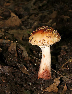 Eastern American Blusher - Amanita amerirubescens group I found a large cluster of rotting blushers - some were seriously gnarly. Sorry for the dark shots, but forests are dark, especially when it's raining!

Habitat: Growing on the ground in a mixed forest, but in an area dominated by oak.

The exact species of this mushroom is unknown, but it is in the Amanita amerirubescens group. Amanita expert Rod Tulloss has documented several eastern North American versions of Amanita rubescens, which now temporarily share the provisional name of "Amanita amerirubescens."
https://www.jungledragon.com/image/68854/eastern_american_blusher_-_amanita_amerirubescens_group.html
https://www.jungledragon.com/image/68853/eastern_american_blusher_-_amanita_amerirubescens_group.html
https://www.jungledragon.com/image/68852/eastern_american_blusher_-_amanita_amerirubescens_group.html
https://www.jungledragon.com/image/68851/eastern_american_blusher_-_amanita_amerirubescens_group.html Amanita amerirubescens,Eastern American Blusher,Geotagged,Summer,United States,fungus,mushroom