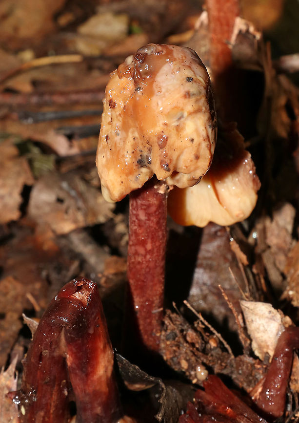 Eastern American Blusher - Amanita amerirubescens group I found a large cluster of rotting blushers - some were seriously gnarly. Sorry for the dark shots, but forests are dark, especially when it&#039;s raining!<br />
<br />
Habitat: Growing on the ground in a mixed forest, but in an area dominated by oak.<br />
<br />
The exact species of this mushroom is unknown, but it is in the Amanita amerirubescens group. Amanita expert Rod Tulloss has documented several eastern North American versions of Amanita rubescens, which now temporarily share the provisional name of &quot;Amanita amerirubescens.&quot;<br />
<figure class="photo"><a href="https://www.jungledragon.com/image/68854/eastern_american_blusher_-_amanita_amerirubescens_group.html" title="Eastern American Blusher - Amanita amerirubescens group"><img src="https://s3.amazonaws.com/media.jungledragon.com/images/3232/68854_thumb.jpg?AWSAccessKeyId=05GMT0V3GWVNE7GGM1R2&Expires=1767225610&Signature=VvAzHkFLwL0uuS7boXqg3TtWRzs%3D" width="120" height="152" alt="Eastern American Blusher - Amanita amerirubescens group I found a large cluster of rotting blushers - some were seriously gnarly. Sorry for the dark shots, but forests are dark, especially when it&#039;s raining!<br />
<br />
Habitat: Growing on the ground in a mixed forest, but in an area dominated by oak.<br />
<br />
The exact species of this mushroom is unknown, but it is in the Amanita amerirubescens group. Amanita expert Rod Tulloss has documented several eastern North American versions of Amanita rubescens, which now temporarily share the provisional name of &quot;Amanita amerirubescens.&quot;<br />
https://www.jungledragon.com/image/68853/eastern_american_blusher_-_amanita_amerirubescens_group.html<br />
https://www.jungledragon.com/image/68852/eastern_american_blusher_-_amanita_amerirubescens_group.html<br />
https://www.jungledragon.com/image/68851/eastern_american_blusher_-_amanita_amerirubescens_group.html<br />
https://www.jungledragon.com/image/68850/eastern_american_blusher_-_amanita_amerirubescens_group.html Amanita amerirubescens,Eastern American Blusher,Geotagged,Summer,United States" /></a></figure><br />
<figure class="photo"><a href="https://www.jungledragon.com/image/68853/eastern_american_blusher_-_amanita_amerirubescens_group.html" title="Eastern American Blusher - Amanita amerirubescens group"><img src="https://s3.amazonaws.com/media.jungledragon.com/images/3232/68853_thumb.jpg?AWSAccessKeyId=05GMT0V3GWVNE7GGM1R2&Expires=1767225610&Signature=GlBSZemc%2BY%2BXArARRWxPDw5b%2B1U%3D" width="200" height="162" alt="Eastern American Blusher - Amanita amerirubescens group I found a large cluster of rotting blushers - some were seriously gnarly. Sorry for the dark shots, but forests are dark, especially when it&#039;s raining!<br />
<br />
Habitat: Growing on the ground in a mixed forest, but in an area dominated by oak.<br />
<br />
The exact species of this mushroom is unknown, but it is in the Amanita amerirubescens group. Amanita expert Rod Tulloss has documented several eastern North American versions of Amanita rubescens, which now temporarily share the provisional name of &quot;Amanita amerirubescens.&quot;<br />
https://www.jungledragon.com/image/68854/eastern_american_blusher_-_amanita_amerirubescens_group.html<br />
https://www.jungledragon.com/image/68852/eastern_american_blusher_-_amanita_amerirubescens_group.html<br />
https://www.jungledragon.com/image/68851/eastern_american_blusher_-_amanita_amerirubescens_group.html<br />
https://www.jungledragon.com/image/68850/eastern_american_blusher_-_amanita_amerirubescens_group.html Amanita amerirubescens,Eastern American Blusher,Geotagged,Summer,United States" /></a></figure><br />
<figure class="photo"><a href="https://www.jungledragon.com/image/68852/eastern_american_blusher_-_amanita_amerirubescens_group.html" title="Eastern American Blusher - Amanita amerirubescens group"><img src="https://s3.amazonaws.com/media.jungledragon.com/images/3232/68852_thumb.jpg?AWSAccessKeyId=05GMT0V3GWVNE7GGM1R2&Expires=1767225610&Signature=BIyHd0ONL8s1A5u1AGhGE%2B0uM8w%3D" width="200" height="152" alt="Eastern American Blusher - Amanita amerirubescens group I found a large cluster of rotting blushers - some were seriously gnarly. Sorry for the dark shots, but forests are dark, especially when it&#039;s raining!<br />
<br />
Habitat: Growing on the ground in a mixed forest, but in an area dominated by oak.<br />
<br />
The exact species of this mushroom is unknown, but it is in the Amanita amerirubescens group. Amanita expert Rod Tulloss has documented several eastern North American versions of Amanita rubescens, which now temporarily share the provisional name of &quot;Amanita amerirubescens.&quot;<br />
https://www.jungledragon.com/image/68854/eastern_american_blusher_-_amanita_amerirubescens_group.html<br />
https://www.jungledragon.com/image/68851/eastern_american_blusher_-_amanita_amerirubescens_group.html<br />
https://www.jungledragon.com/image/68853/eastern_american_blusher_-_amanita_amerirubescens_group.html<br />
https://www.jungledragon.com/image/68850/eastern_american_blusher_-_amanita_amerirubescens_group.html Amanita amerirubescens,Eastern American Blusher,Geotagged,Summer,United States" /></a></figure><br />
<figure class="photo"><a href="https://www.jungledragon.com/image/68850/eastern_american_blusher_-_amanita_amerirubescens_group.html" title="Eastern American Blusher - Amanita amerirubescens group"><img src="https://s3.amazonaws.com/media.jungledragon.com/images/3232/68850_thumb.jpg?AWSAccessKeyId=05GMT0V3GWVNE7GGM1R2&Expires=1767225610&Signature=bpTvIA5KaNM%2BQiu%2F7D9Jl%2Bp0mK4%3D" width="118" height="152" alt="Eastern American Blusher - Amanita amerirubescens group I found a large cluster of rotting blushers - some were seriously gnarly. Sorry for the dark shots, but forests are dark, especially when it&#039;s raining!<br />
<br />
Habitat: Growing on the ground in a mixed forest, but in an area dominated by oak.<br />
<br />
The exact species of this mushroom is unknown, but it is in the Amanita amerirubescens group. Amanita expert Rod Tulloss has documented several eastern North American versions of Amanita rubescens, which now temporarily share the provisional name of &quot;Amanita amerirubescens.&quot;<br />
https://www.jungledragon.com/image/68854/eastern_american_blusher_-_amanita_amerirubescens_group.html<br />
https://www.jungledragon.com/image/68853/eastern_american_blusher_-_amanita_amerirubescens_group.html<br />
https://www.jungledragon.com/image/68852/eastern_american_blusher_-_amanita_amerirubescens_group.html<br />
https://www.jungledragon.com/image/68851/eastern_american_blusher_-_amanita_amerirubescens_group.html Amanita amerirubescens,Eastern American Blusher,Geotagged,Summer,United States,fungus,mushroom" /></a></figure> Amanita amerirubescens,Eastern American Blusher,Geotagged,Summer,United States