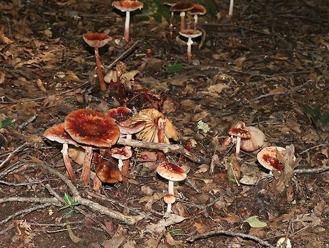 Eastern American Blusher - Amanita amerirubescens group I found a large cluster of rotting blushers - some were seriously gnarly. Sorry for the dark shots, but forests are dark, especially when it's raining!

Habitat: Growing on the ground in a mixed forest, but in an area dominated by oak.

The exact species of this mushroom is unknown, but it is in the Amanita amerirubescens group. Amanita expert Rod Tulloss has documented several eastern North American versions of Amanita rubescens, which now temporarily share the provisional name of "Amanita amerirubescens."
https://www.jungledragon.com/image/68854/eastern_american_blusher_-_amanita_amerirubescens_group.html
https://www.jungledragon.com/image/68851/eastern_american_blusher_-_amanita_amerirubescens_group.html
https://www.jungledragon.com/image/68853/eastern_american_blusher_-_amanita_amerirubescens_group.html
https://www.jungledragon.com/image/68850/eastern_american_blusher_-_amanita_amerirubescens_group.html Amanita amerirubescens,Eastern American Blusher,Geotagged,Summer,United States