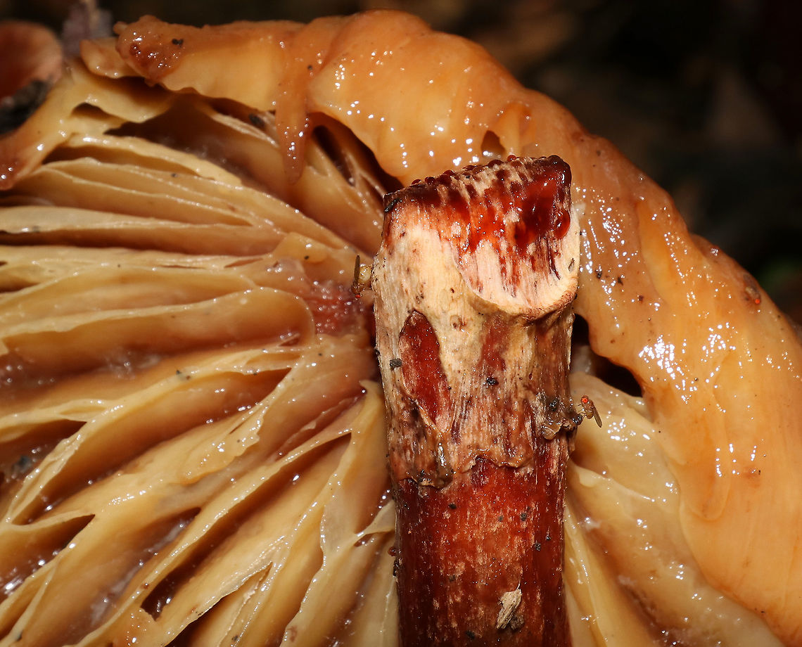 Eastern American Blusher - Amanita amerirubescens group I found a large cluster of rotting blushers - some were seriously gnarly. Sorry for the dark shots, but forests are dark, especially when it&#039;s raining!<br />
<br />
Habitat: Growing on the ground in a mixed forest, but in an area dominated by oak.<br />
<br />
The exact species of this mushroom is unknown, but it is in the Amanita amerirubescens group. Amanita expert Rod Tulloss has documented several eastern North American versions of Amanita rubescens, which now temporarily share the provisional name of &quot;Amanita amerirubescens.&quot;<br />
<figure class="photo"><a href="https://www.jungledragon.com/image/68854/eastern_american_blusher_-_amanita_amerirubescens_group.html" title="Eastern American Blusher - Amanita amerirubescens group"><img src="https://s3.amazonaws.com/media.jungledragon.com/images/3232/68854_thumb.jpg?AWSAccessKeyId=05GMT0V3GWVNE7GGM1R2&Expires=1767225610&Signature=VvAzHkFLwL0uuS7boXqg3TtWRzs%3D" width="120" height="152" alt="Eastern American Blusher - Amanita amerirubescens group I found a large cluster of rotting blushers - some were seriously gnarly. Sorry for the dark shots, but forests are dark, especially when it&#039;s raining!<br />
<br />
Habitat: Growing on the ground in a mixed forest, but in an area dominated by oak.<br />
<br />
The exact species of this mushroom is unknown, but it is in the Amanita amerirubescens group. Amanita expert Rod Tulloss has documented several eastern North American versions of Amanita rubescens, which now temporarily share the provisional name of &quot;Amanita amerirubescens.&quot;<br />
https://www.jungledragon.com/image/68853/eastern_american_blusher_-_amanita_amerirubescens_group.html<br />
https://www.jungledragon.com/image/68852/eastern_american_blusher_-_amanita_amerirubescens_group.html<br />
https://www.jungledragon.com/image/68851/eastern_american_blusher_-_amanita_amerirubescens_group.html<br />
https://www.jungledragon.com/image/68850/eastern_american_blusher_-_amanita_amerirubescens_group.html Amanita amerirubescens,Eastern American Blusher,Geotagged,Summer,United States" /></a></figure><br />
<figure class="photo"><a href="https://www.jungledragon.com/image/68852/eastern_american_blusher_-_amanita_amerirubescens_group.html" title="Eastern American Blusher - Amanita amerirubescens group"><img src="https://s3.amazonaws.com/media.jungledragon.com/images/3232/68852_thumb.jpg?AWSAccessKeyId=05GMT0V3GWVNE7GGM1R2&Expires=1767225610&Signature=BIyHd0ONL8s1A5u1AGhGE%2B0uM8w%3D" width="200" height="152" alt="Eastern American Blusher - Amanita amerirubescens group I found a large cluster of rotting blushers - some were seriously gnarly. Sorry for the dark shots, but forests are dark, especially when it&#039;s raining!<br />
<br />
Habitat: Growing on the ground in a mixed forest, but in an area dominated by oak.<br />
<br />
The exact species of this mushroom is unknown, but it is in the Amanita amerirubescens group. Amanita expert Rod Tulloss has documented several eastern North American versions of Amanita rubescens, which now temporarily share the provisional name of &quot;Amanita amerirubescens.&quot;<br />
https://www.jungledragon.com/image/68854/eastern_american_blusher_-_amanita_amerirubescens_group.html<br />
https://www.jungledragon.com/image/68851/eastern_american_blusher_-_amanita_amerirubescens_group.html<br />
https://www.jungledragon.com/image/68853/eastern_american_blusher_-_amanita_amerirubescens_group.html<br />
https://www.jungledragon.com/image/68850/eastern_american_blusher_-_amanita_amerirubescens_group.html Amanita amerirubescens,Eastern American Blusher,Geotagged,Summer,United States" /></a></figure><br />
<figure class="photo"><a href="https://www.jungledragon.com/image/68851/eastern_american_blusher_-_amanita_amerirubescens_group.html" title="Eastern American Blusher - Amanita amerirubescens group"><img src="https://s3.amazonaws.com/media.jungledragon.com/images/3232/68851_thumb.jpg?AWSAccessKeyId=05GMT0V3GWVNE7GGM1R2&Expires=1767225610&Signature=W9YOYX%2Bv6murh%2B%2FZI%2Ba9f9V%2BJ30%3D" width="108" height="152" alt="Eastern American Blusher - Amanita amerirubescens group I found a large cluster of rotting blushers - some were seriously gnarly. Sorry for the dark shots, but forests are dark, especially when it&#039;s raining!<br />
<br />
Habitat: Growing on the ground in a mixed forest, but in an area dominated by oak.<br />
<br />
The exact species of this mushroom is unknown, but it is in the Amanita amerirubescens group. Amanita expert Rod Tulloss has documented several eastern North American versions of Amanita rubescens, which now temporarily share the provisional name of &quot;Amanita amerirubescens.&quot;<br />
https://www.jungledragon.com/image/68854/eastern_american_blusher_-_amanita_amerirubescens_group.html<br />
https://www.jungledragon.com/image/68853/eastern_american_blusher_-_amanita_amerirubescens_group.html<br />
https://www.jungledragon.com/image/68852/eastern_american_blusher_-_amanita_amerirubescens_group.html<br />
https://www.jungledragon.com/image/68850/eastern_american_blusher_-_amanita_amerirubescens_group.html Amanita amerirubescens,Eastern American Blusher,Geotagged,Summer,United States" /></a></figure><br />
<figure class="photo"><a href="https://www.jungledragon.com/image/68850/eastern_american_blusher_-_amanita_amerirubescens_group.html" title="Eastern American Blusher - Amanita amerirubescens group"><img src="https://s3.amazonaws.com/media.jungledragon.com/images/3232/68850_thumb.jpg?AWSAccessKeyId=05GMT0V3GWVNE7GGM1R2&Expires=1767225610&Signature=bpTvIA5KaNM%2BQiu%2F7D9Jl%2Bp0mK4%3D" width="118" height="152" alt="Eastern American Blusher - Amanita amerirubescens group I found a large cluster of rotting blushers - some were seriously gnarly. Sorry for the dark shots, but forests are dark, especially when it&#039;s raining!<br />
<br />
Habitat: Growing on the ground in a mixed forest, but in an area dominated by oak.<br />
<br />
The exact species of this mushroom is unknown, but it is in the Amanita amerirubescens group. Amanita expert Rod Tulloss has documented several eastern North American versions of Amanita rubescens, which now temporarily share the provisional name of &quot;Amanita amerirubescens.&quot;<br />
https://www.jungledragon.com/image/68854/eastern_american_blusher_-_amanita_amerirubescens_group.html<br />
https://www.jungledragon.com/image/68853/eastern_american_blusher_-_amanita_amerirubescens_group.html<br />
https://www.jungledragon.com/image/68852/eastern_american_blusher_-_amanita_amerirubescens_group.html<br />
https://www.jungledragon.com/image/68851/eastern_american_blusher_-_amanita_amerirubescens_group.html Amanita amerirubescens,Eastern American Blusher,Geotagged,Summer,United States,fungus,mushroom" /></a></figure> Amanita amerirubescens,Eastern American Blusher,Geotagged,Summer,United States