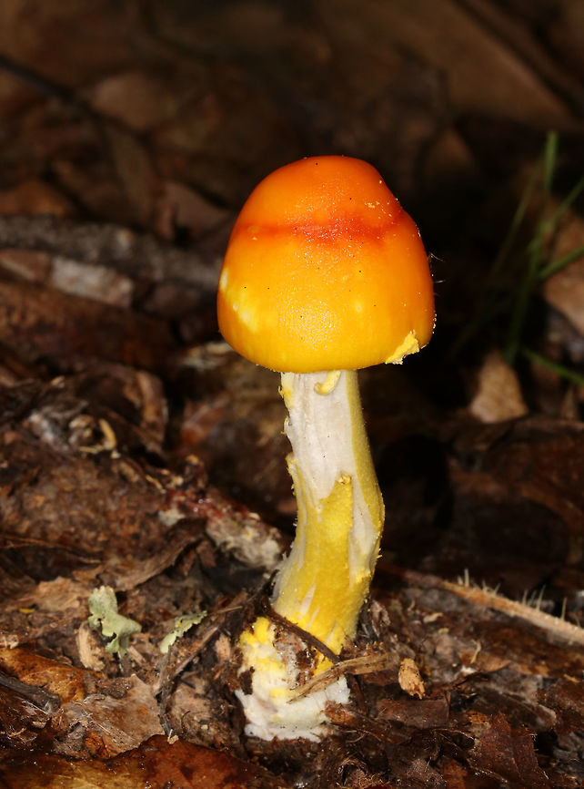 Yellow-dust Amanita - Amanita flavoconia Convex yellow-orange cap with a couple scattered warts. White gills and pale yellow, rough stem with a slightly enlarged base.<br />
<br />
Habitat: Growing on the ground under oak. Amanita flavoconia,Geotagged,Summer,United States,Yellow-dust Amanita,amanita,fungus,mushroom