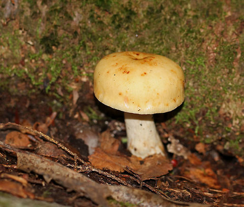 Russula ochroleucoides Broadly convex, pale yellow cap. Whitish gills with brown spots and frequent short gills. Whitish stem with some brown discoloration.

Habitat: Growing under oak in a deciduous forest.
https://www.jungledragon.com/image/68858/russula_ochroleucoides.html Fall,Geotagged,Russula,Russula ochroleucoides,United States,fungus,mushroom