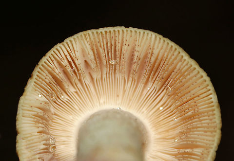 Russula ochroleucoides