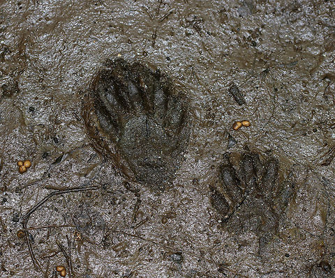 Raccoon Tracks (Procyon lotor) Raccoon tracks - they were 4-6 cm long.

Habitat: Found along a river in eastern, upstate NY.  Geotagged,Procyon,Procyon lotor,Summer,United States,animal tracks,raccoon,raccoon tracks,tracks