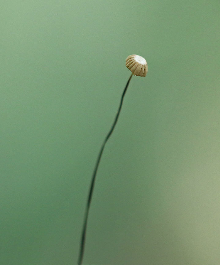 Marasmius capillaris Cap was about 6-7 mm diameter, brownish gray, pleated, and with a central depression. White, distant gills. The stipe was very long - about 6 cm. It was less than a mm thick. <br />
<br />
Habitat: Growing on an oak leaf in a mixed forest. Geotagged,Marasmius capillaris,Summer,United States,fungus,marasmius,mushroom