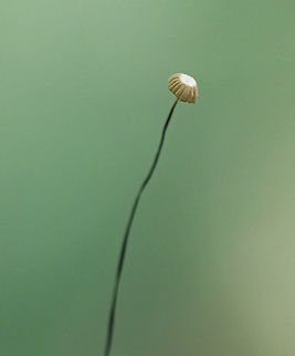 Marasmius capillaris